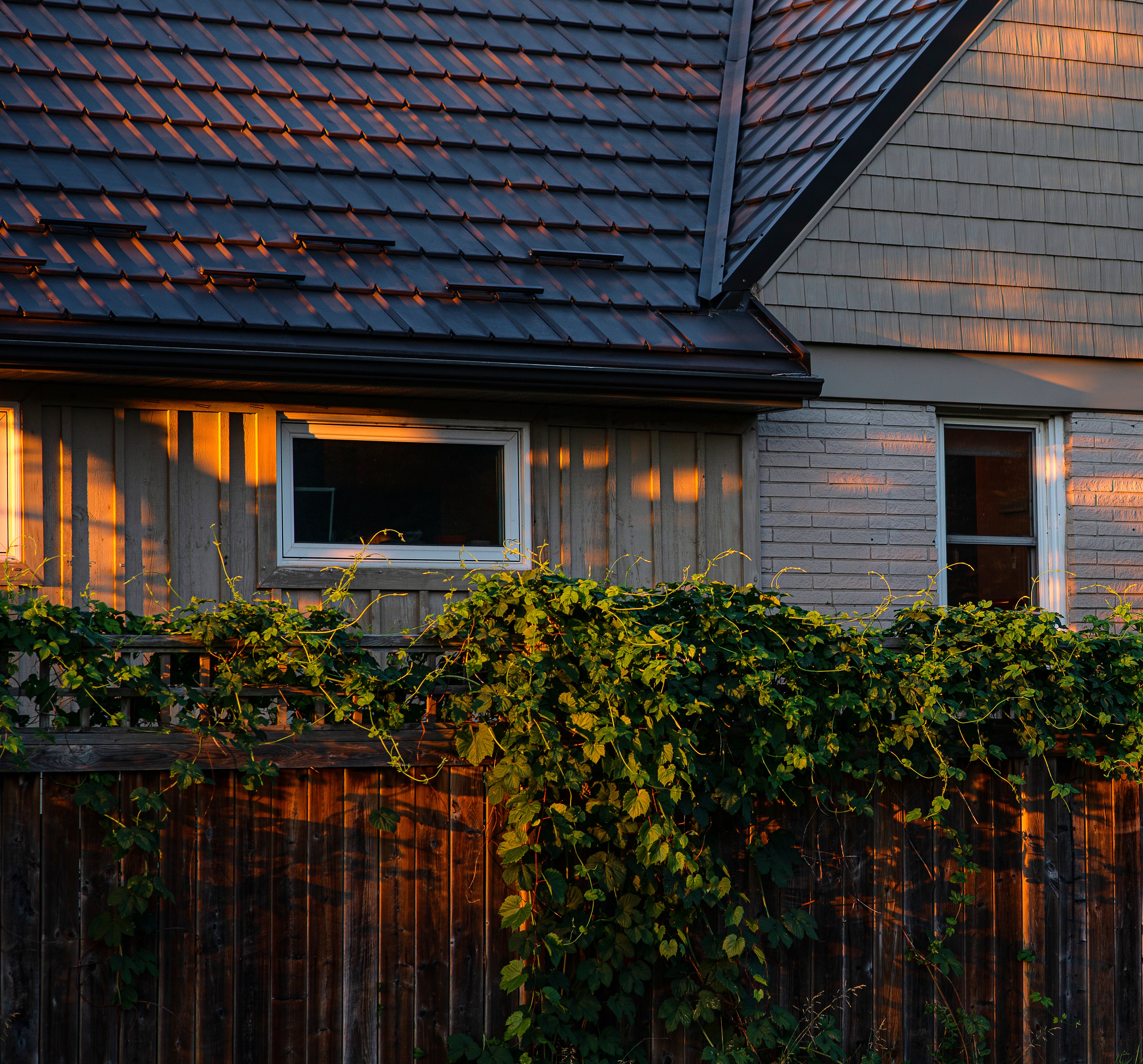 Wooden fence with green vines and house